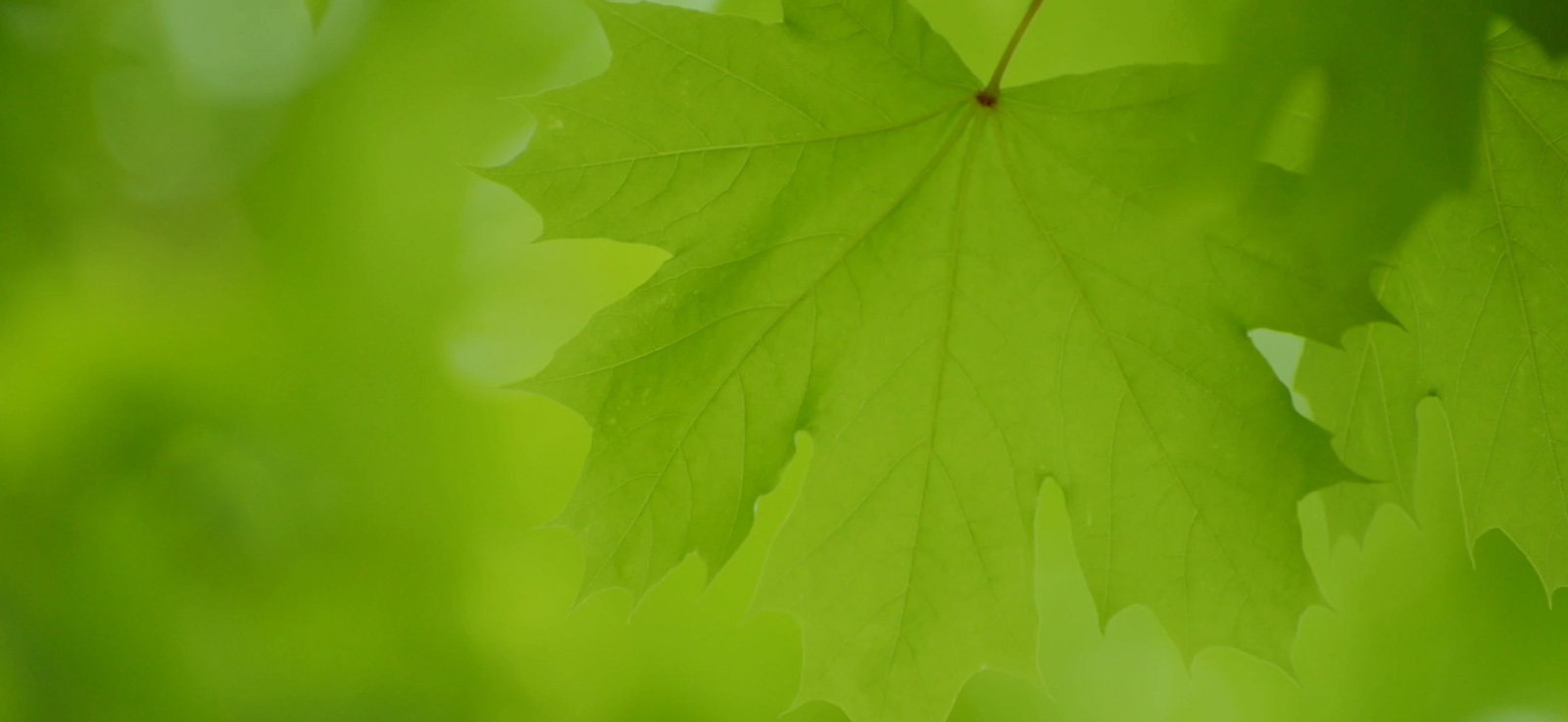 Maple_Leaf_green_Champeau_Hardwood